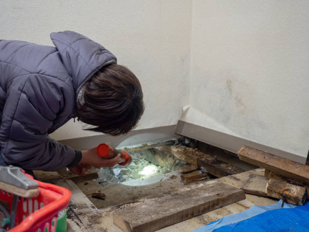 Best Mold Damage Restoration  in Edburgh, IN